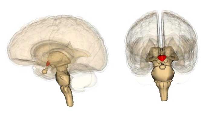 Гипоталамус_изображение
