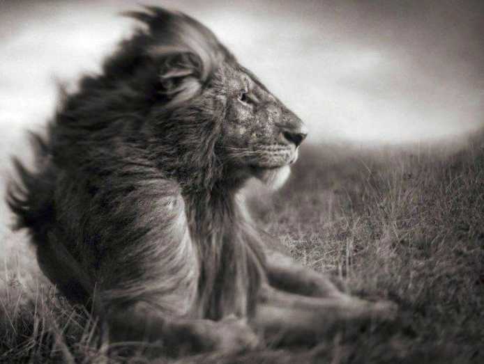 Впечатляющие снимки африканской дикой природы, продажа которых помогает сохранить животных