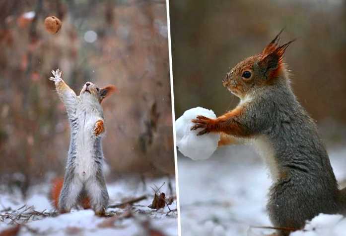 squirrel-photography-russia-vadim-trunov-17